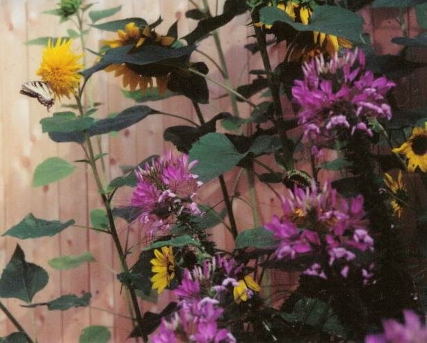 Spider flowers