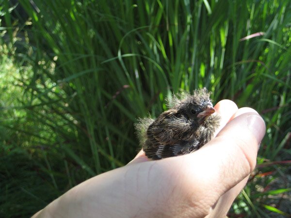 Small fledgling