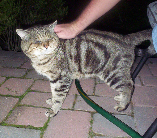 Bullseye the stray cat