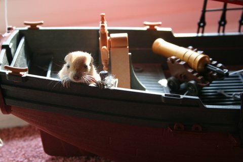 Gerbil Pirate copyright 2006 Anklebitermedia.com