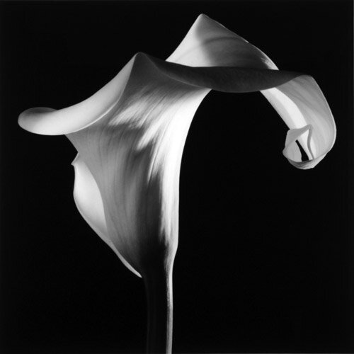 Copyright Robert Mapplethorpe Foundation
