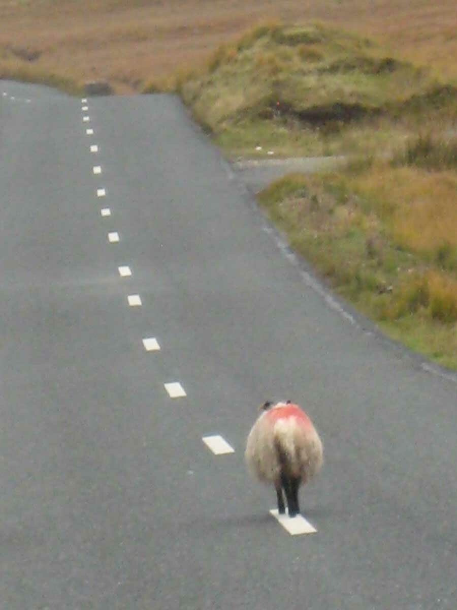 Irish Sheep in Road