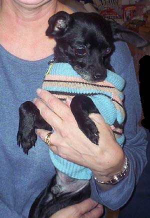 Rocky the Chihuahua - Day 1